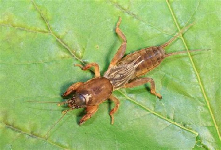 Do crickets steal from ants?