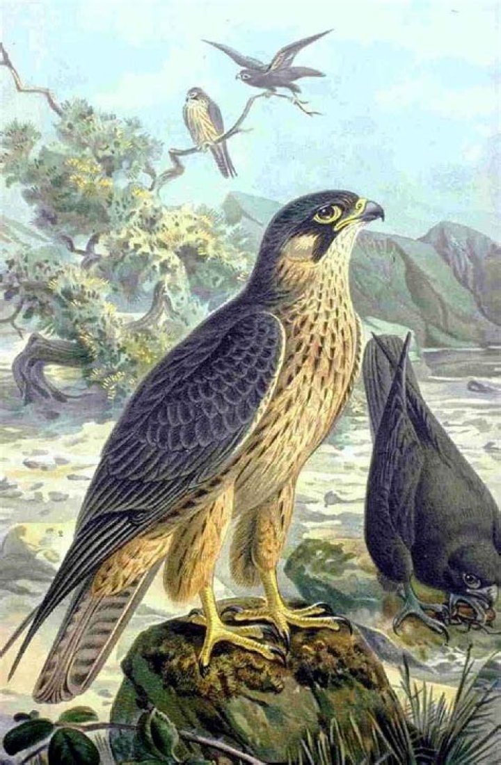 Falco