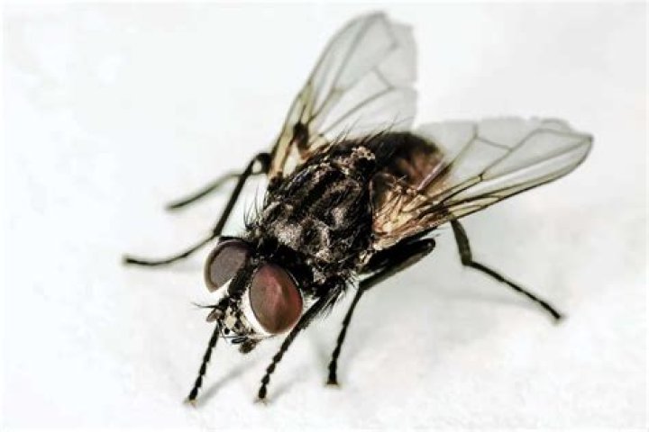 fly