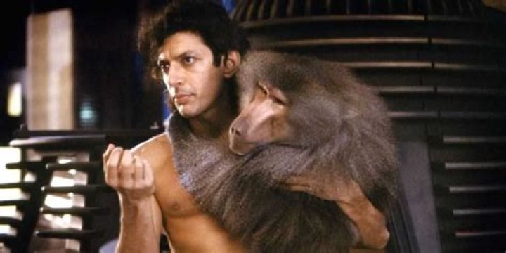 Jeff Goldblum hugging a baboon in "The Fly"